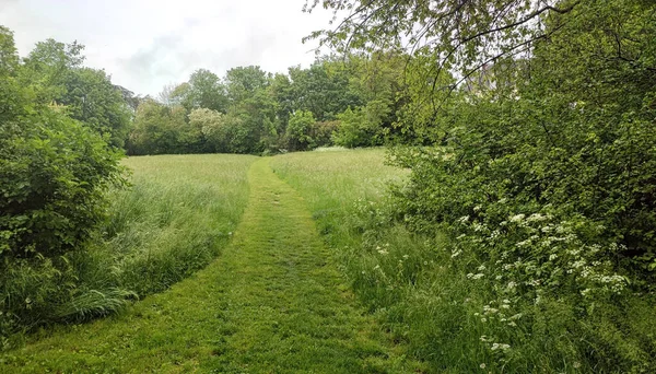 Çayırın ortasında çimenler biçildi.