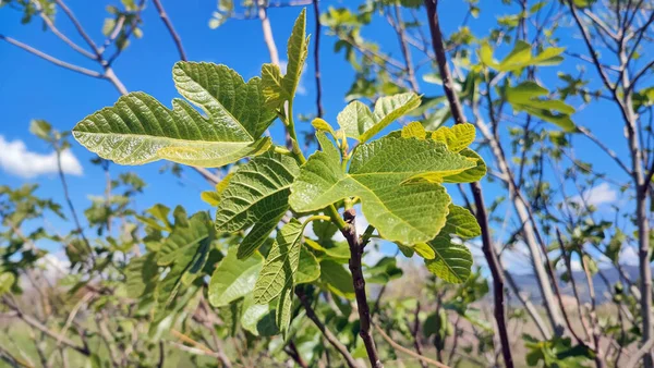 Baharda yetişen incir yaprakları.
