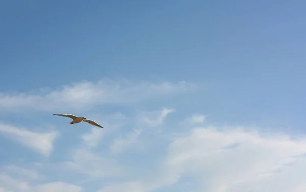 Goeland Voando Céu Azul — Fotografia de Stock