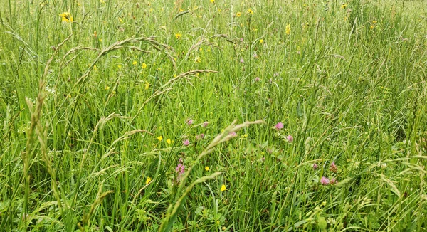 Fleurs Prairies Herbe Sauvage Gros Plan — Photo