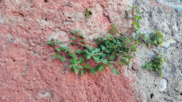 Растение Которое Выходит Старой Стены Красном Сером Камне — стоковое фото