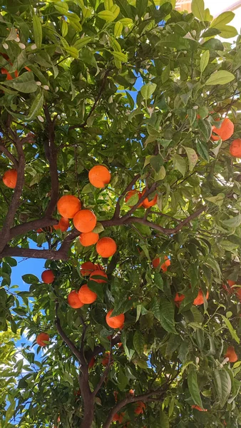 Appelsiner Treet Klare Til Plukkes – stockfoto