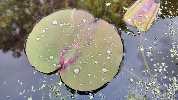 Stock image Large water lily leaf with small drops of water on the surface