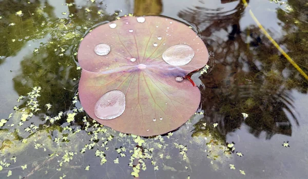 Yüzeyinde büyük su damlaları olan bir yaprak yaprağı.