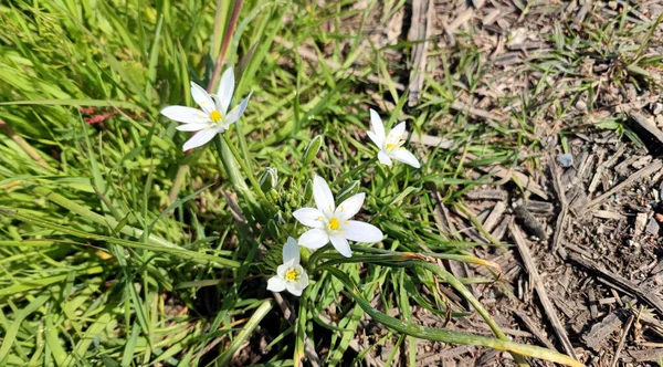 stock image rustic white star-shaped flowers by the marsh