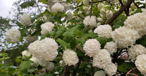 Weiße Blütenkugeln Viornes Chine — Stockfoto