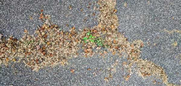 Kasabadaki katrana polen alerjisi.