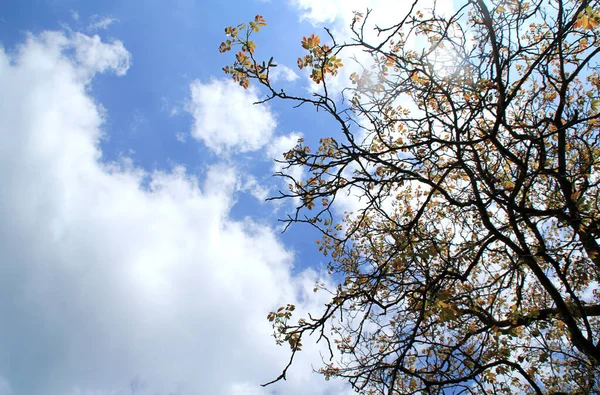 Ağaç, gün ışığına karşı gölgelik ve bulut açar