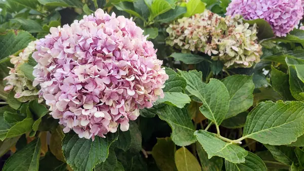 stock image beautiful Hortensia flower with large leaves