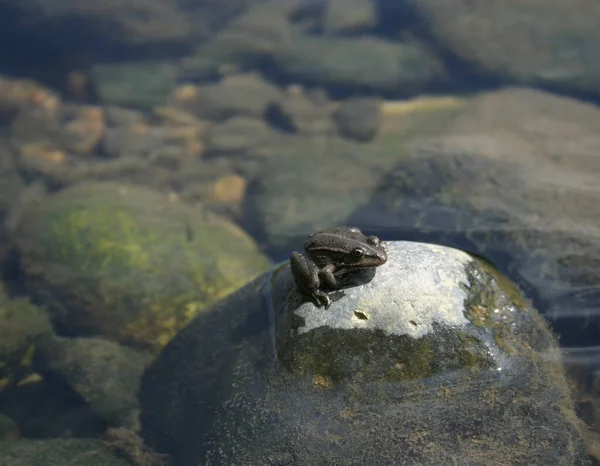 Nehrin ortasındaki bir kayanın üzerinde küçük bir kurbağa.