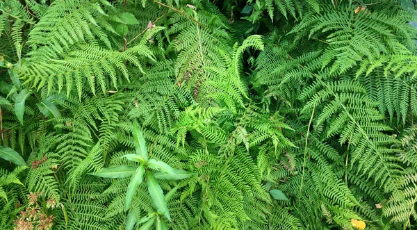 Φύλλα Πράσινης Φτέρης Κοντινό Πλάνο — Φωτογραφία Αρχείου