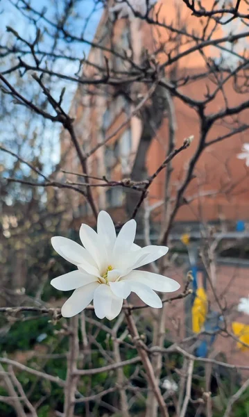 Flor Magnolia Blanca Protagonizó Solo Ciudad Principios Primavera — Foto de Stock