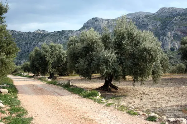 Uzakta dağları olan bir patika boyunca uzanan zeytin ağaçları, İspanya Endülüs