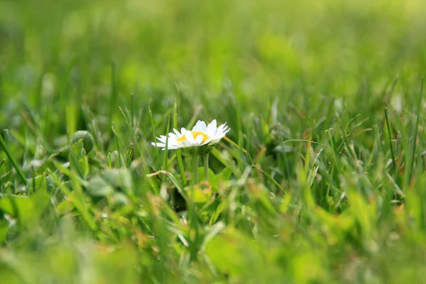 Százszorszépek Virágoznak Tavasszal Fűben — Stock Fotó