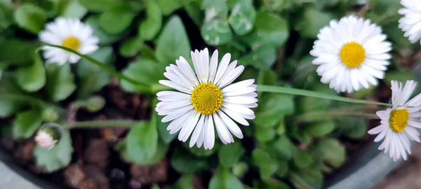 Daisy Flor Close Primavera — Fotografia de Stock