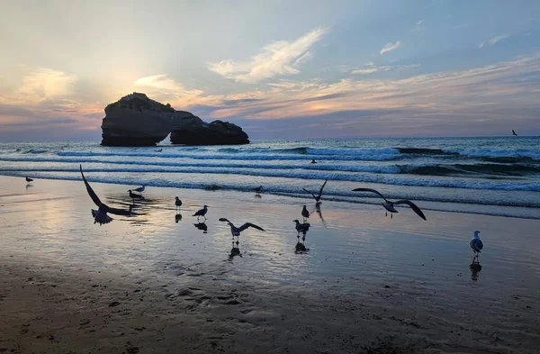 Gün batımında Miramar de Biarritz sahilinde martılar, Miramar plajı.