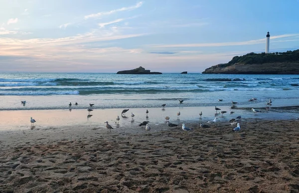 Gün batımında Miramar de Biarritz sahilinde martılar, Miramar plajı.