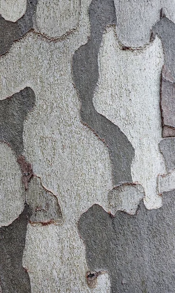 Platanenrinde Baumstamm Aus Nächster Nähe Zufälliges Muster — Stockfoto