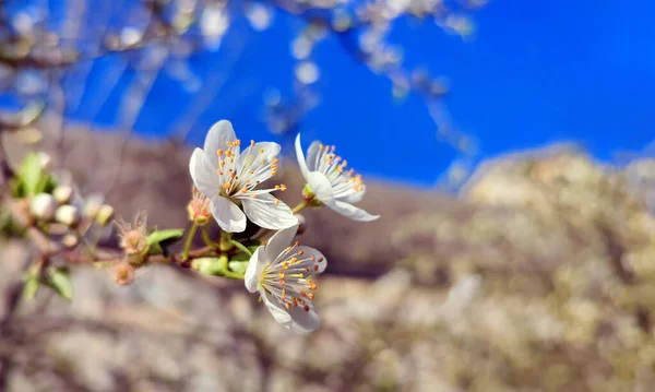 İlkbaharda erik çiçekleri yakın planda açar.