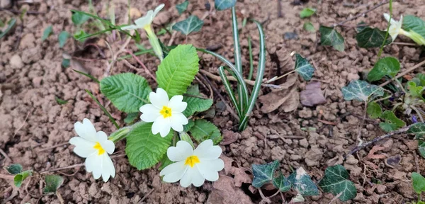 İlkbaharda papatya çiçeği.