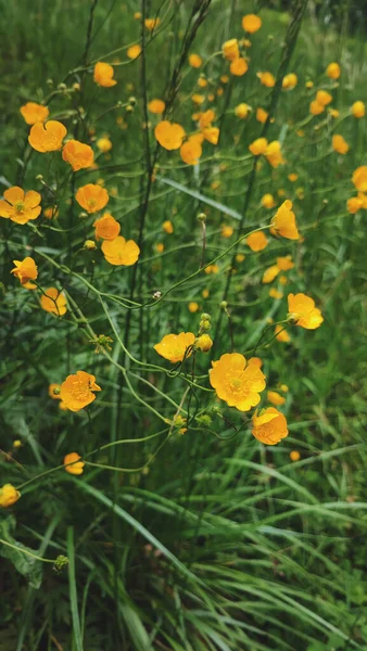 Повзуча Квітка Масляної Чашки Жовті Квіти Прерій — стокове фото