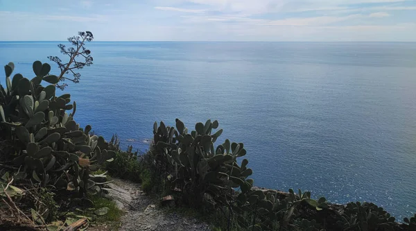 Sahil yolu, dikenli incir ağacı, ufuk ve mavi deniz.