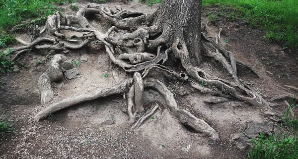 Bir ağacın eteğinde kocaman eğri bir kök.