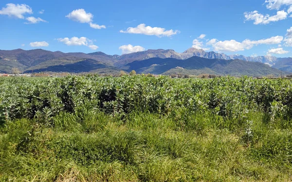 İtalya 'daki ApuAlpler' e bakan alanlar