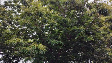 Kestane ağacı çiçekleri, yeşillik havai fişekleri