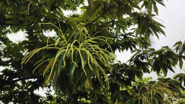 Kestane ağacı çiçekleri, yeşillik havai fişekleri