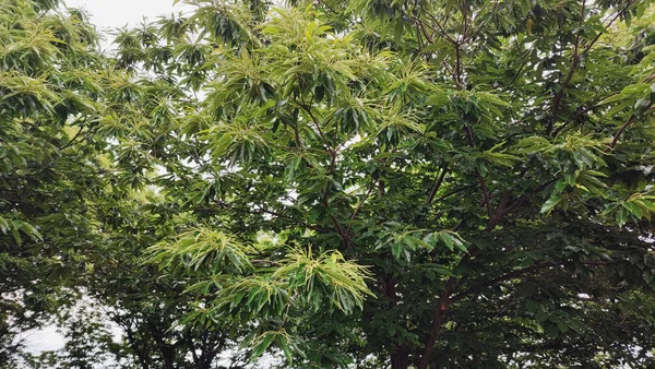 Квіти Каштанового Дерева Феєрверки Зелені — стокове фото