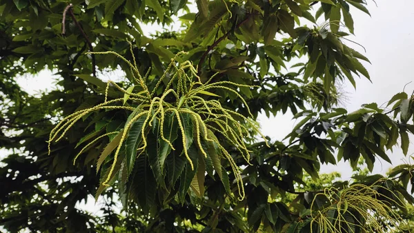 Kestane ağacı çiçekleri, yeşillik havai fişekleri