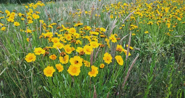 Pola Pięknych Żółtych Kwiatów Coreopsis — Zdjęcie stockowe