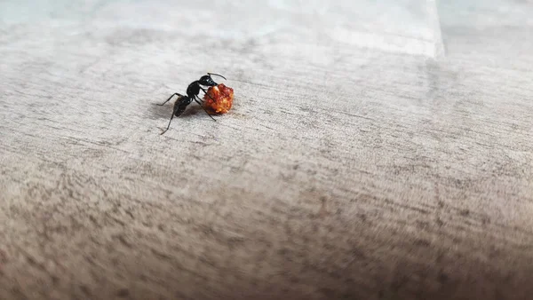 Zbliżenie Mrówka Jedzenie Duży Okruszek — Zdjęcie stockowe