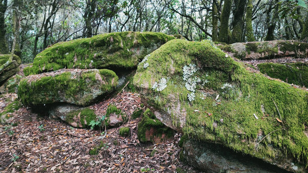 prehistoric moss on large wet stones in the depths of the forest