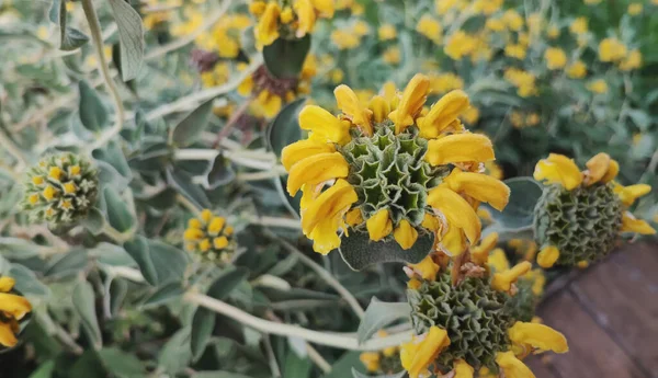 Странный Желтый Цветок Звездообразный Пестик Иерусалимский Мудрец — стоковое фото