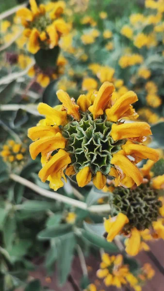Dziwny Żółty Kwiat Kształcie Gwiazdy Szałwia Jerozolimska — Zdjęcie stockowe