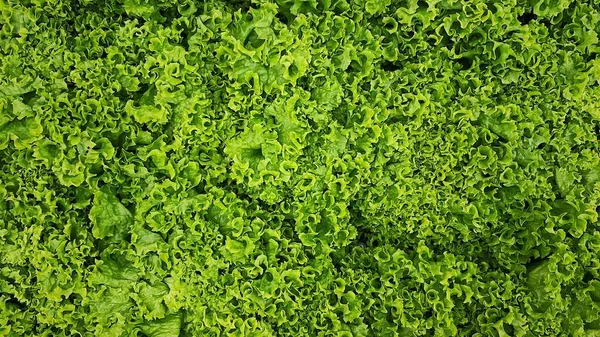 stock image Fresh lettuce leaves background. Closeup.