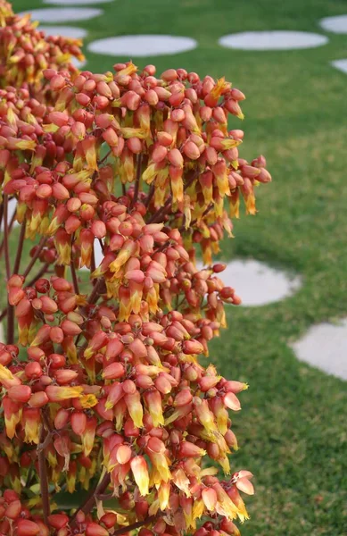 Цветы Каланхое Левой Стороны Изображения Траве Каменном Фоне — стоковое фото