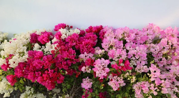 Белый Розовый Фуксия Бугаинвиллеасы Ограждены Белой Стеной — стоковое фото