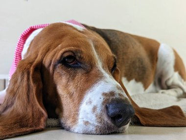 Uykulu beyaz ve kahverengi basset köpeği.