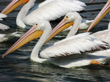 Gölde iki pelikan, yakın plan.