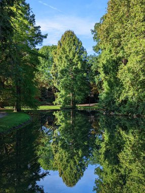 Sakin gölde ağaçlar ve refleksler