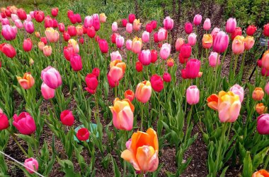  Parkta sarı, pembe ve turuncu laleler