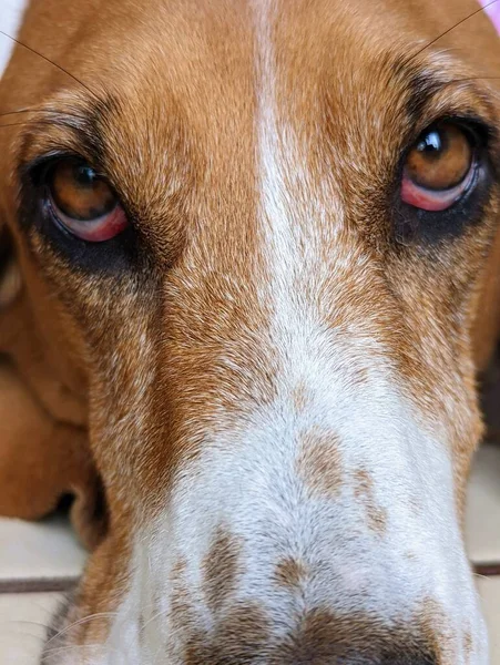 Basset Hound Face Com Olhar Intenso Close — Fotografia de Stock