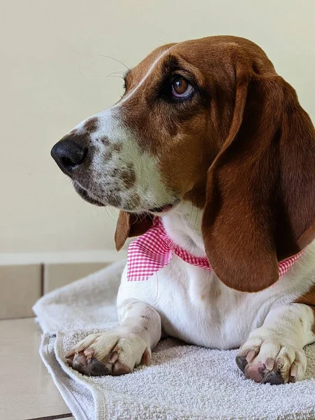 ピンクのスカーフでバセット猟犬 — ストック写真