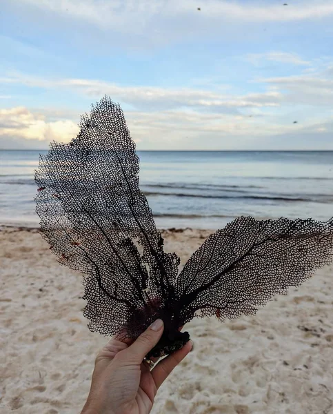 Рука Держит Коралл Мексиканском Пляже Карибском Море — стоковое фото