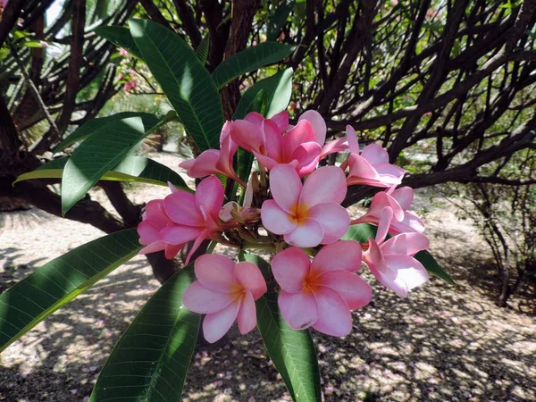 Büyük Bir Ağacın Gölgesinde Pembe Çiçek Demeti — Stok fotoğraf