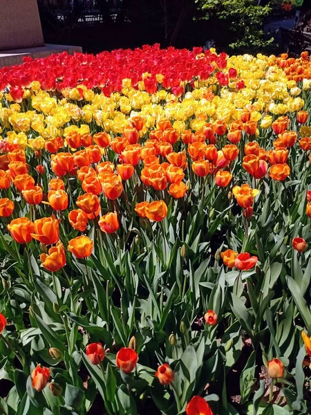 Red, yellow and orange tulips at park background