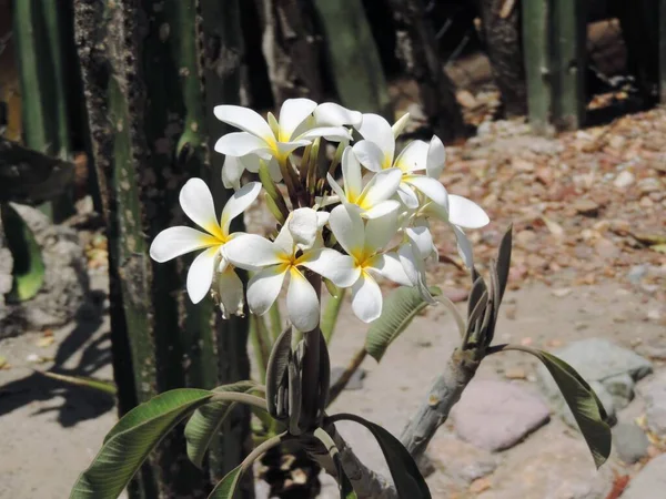 Белый Букет Цветов Саду Натуральные Обои — стоковое фото